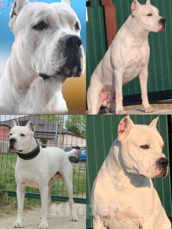 Собаки в других городах Краснодарского края: Продаются Щенки Аргентинского Дога  Мальчик, 40 000 руб. - фото 10