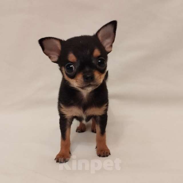 Собаки в Череповце: Щенки чихуахуа Мальчик, 30 000 руб. - фото 7