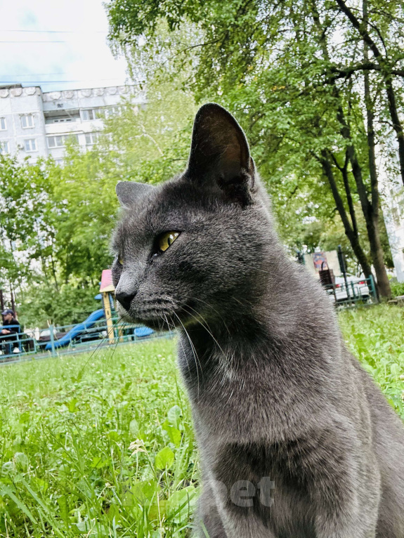 Кошки в Москве: Очаровательная молодая кошка ищет любящего хозяина  Девочка, 1 000 руб. - фото 3