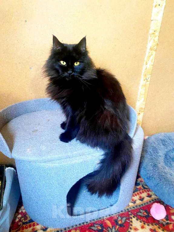 Кошки в других городах Московской области: Роскошная кошка в добрые руки Девочка, Бесплатно - фото 1