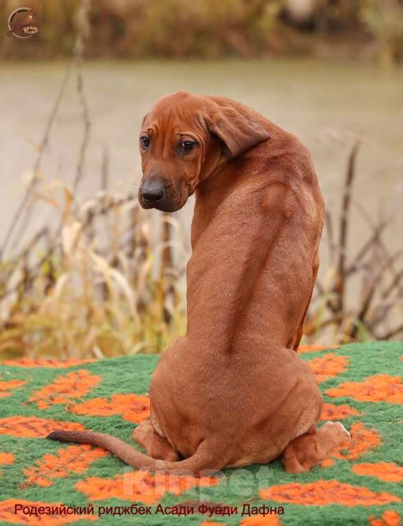 Собаки в Одинцово: Девочка родезийский риджбек Девочка, Бесплатно - фото 4