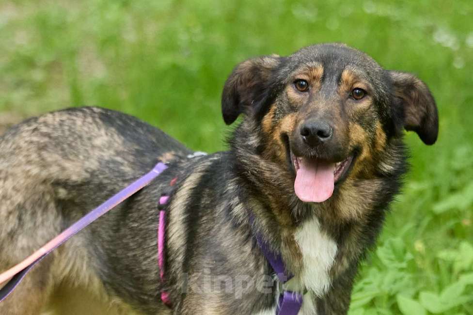 Собаки в Москве: Ханни в поисках дома Девочка, Бесплатно - фото 4