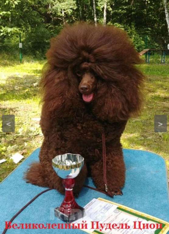 Собаки в Москве: Коричневый щенок пуделя Мальчик, 100 000 руб. - фото 1