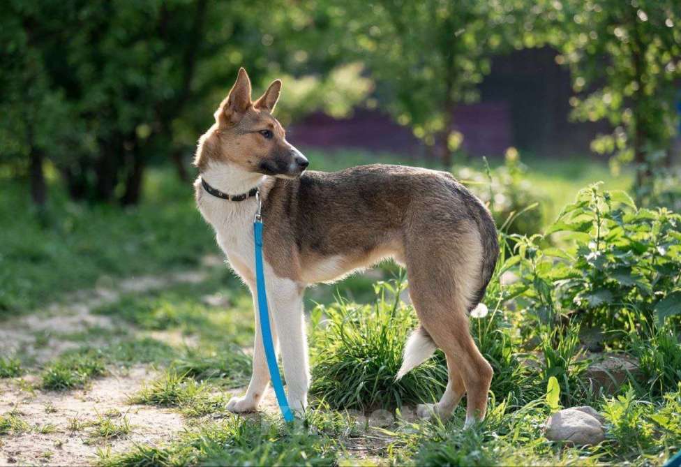 Собаки в Москве: Айк. Трусливый заяц в поисках дома Мальчик, Бесплатно - фото 6