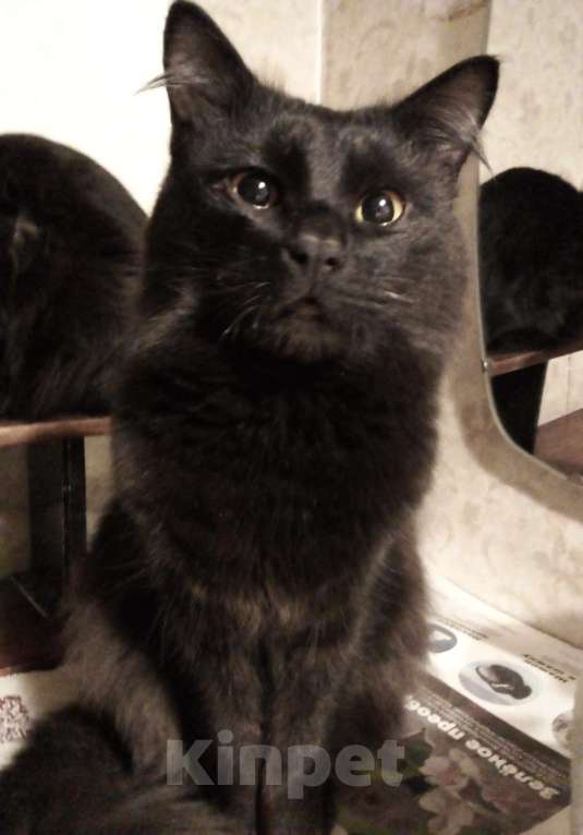 Кошки в Москве: 🟢 ( Холмик )  –  Благородный  и  верный  домашний  кот  ищет  спутницу-кошечку  и  любящих  хозяев Мальчик, Бесплатно - фото 4