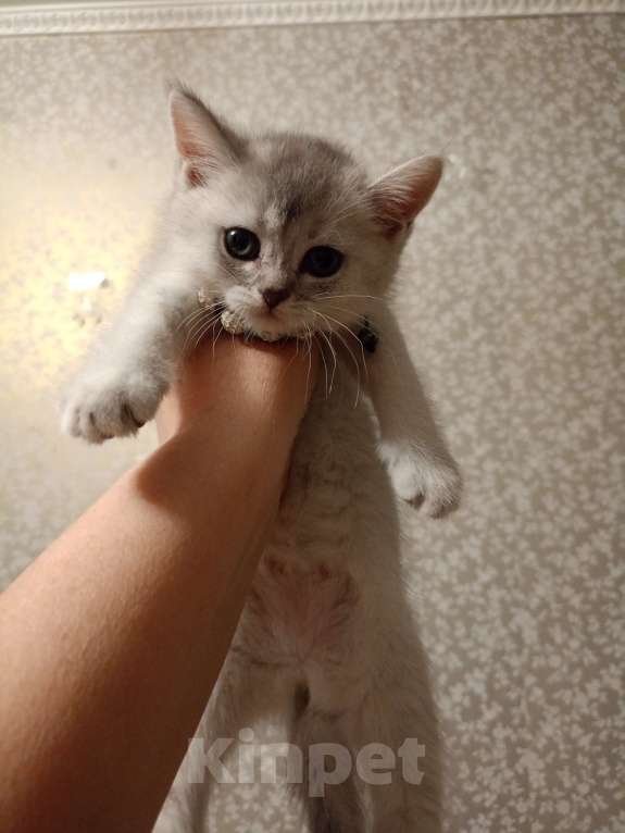 Кошки в Москве: Серая мышка Девочка, 25 000 руб. - фото 6