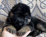 Собаки в Уфе: Щенки немецкой овчарки с родословной Разнополые, Бесплатно - фото 4