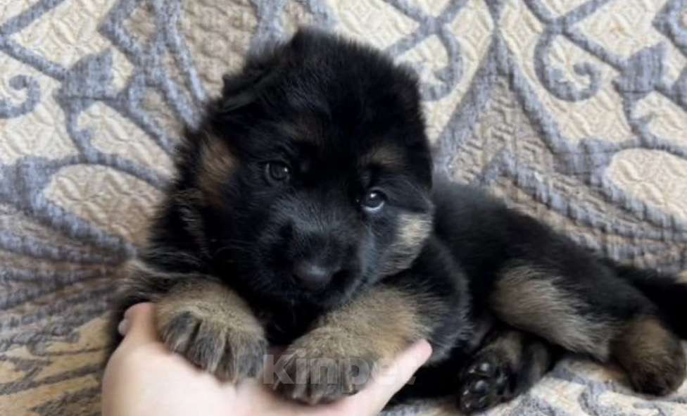 Собаки в Уфе: Щенки немецкой овчарки с родословной Разнополые, Бесплатно - фото 4