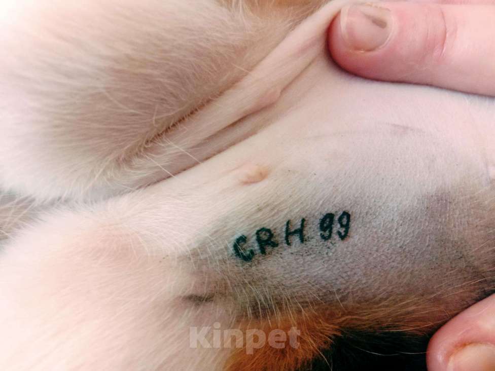 Собаки в Москве: Клеймение щенков в ухе и паху, 300 руб. - фото 1