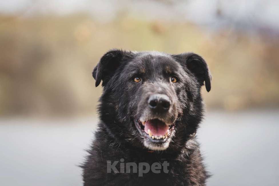 Собаки в Москве: Удивительный пес с ярко выраженной индивидуальностью Сэм, ищет дом! Мальчик, Бесплатно - фото 1