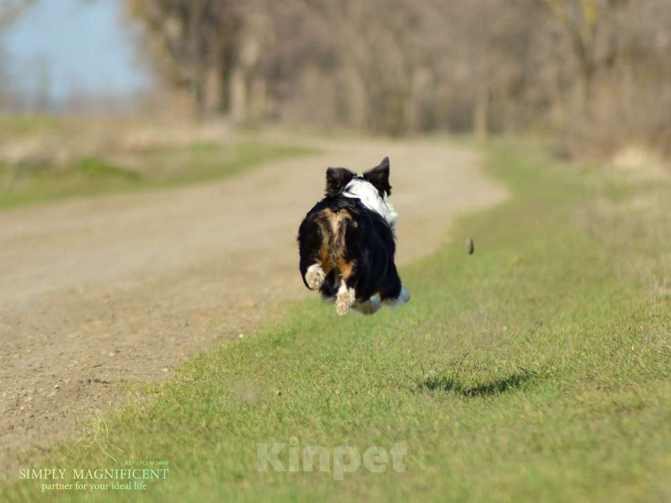 Собаки в других городах Московской области: Щенок австралийской овчарки Девочка, Бесплатно - фото 6