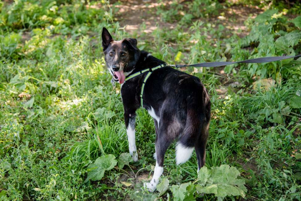Собаки в Москве: Драгоценная Фани Девочка, Бесплатно - фото 7