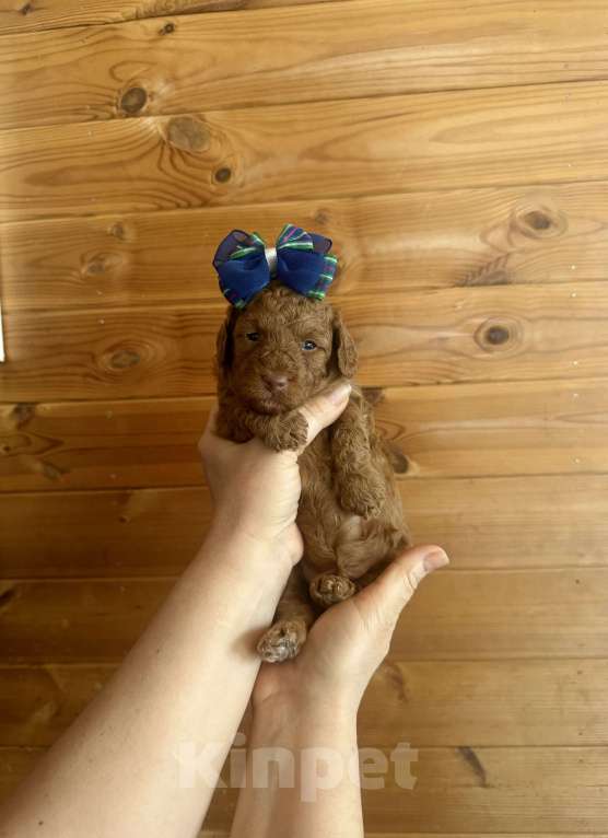 Собаки в Москве: Той пудель Мелкая миниатюра Разнополые, 60 000 руб. - фото 6