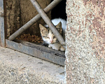 Кошки в Санкт-Петербурге: Котятам нужна помощь Разнополые, Бесплатно - фото 3