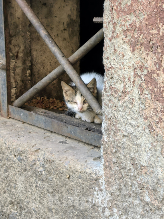 Кошки в Санкт-Петербурге: Котятам нужна помощь Разнополые, Бесплатно - фото 3