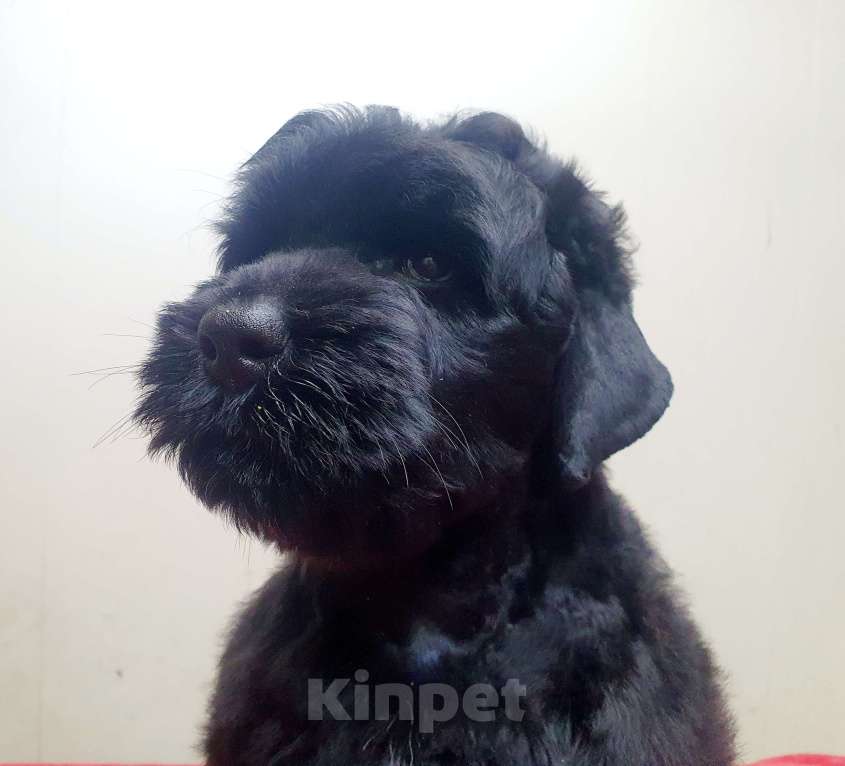 Собаки в Новосибирске: русский чёрный терьер , щенки  Девочка, 30 000 руб. - фото 5