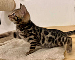 Кошки в Москве: Бенгальский котенок  Девочка, 50 000 руб. - фото 1