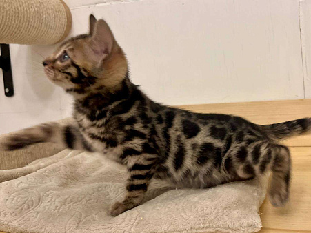 Бенгальский котенок 