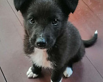 Собаки в Одинцово: щенок небольшая собачка в будущем Мальчик, 100 руб. - фото 2