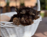 Собаки в Москве: Девочка красотка Шоколадный Йорки Девочка, 70 000 руб. - фото 2