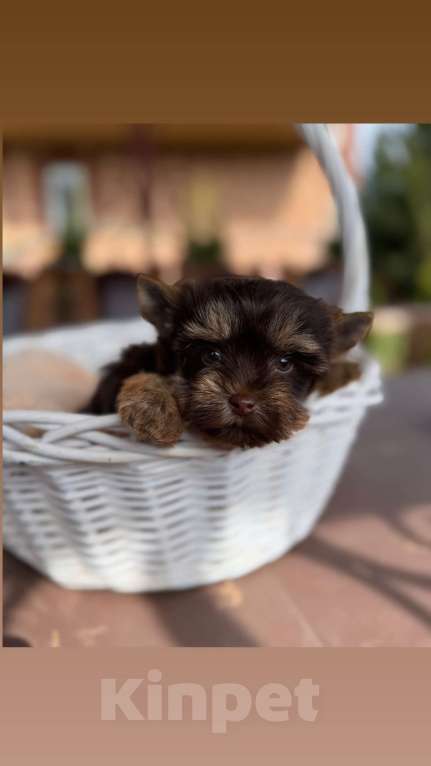 Собаки в Москве: Девочка красотка Шоколадный Йорки Девочка, 70 000 руб. - фото 2