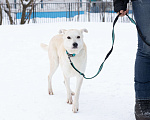Собаки в Москве: Снежа. Спасена и теперь ищет дом Девочка, Бесплатно - фото 3