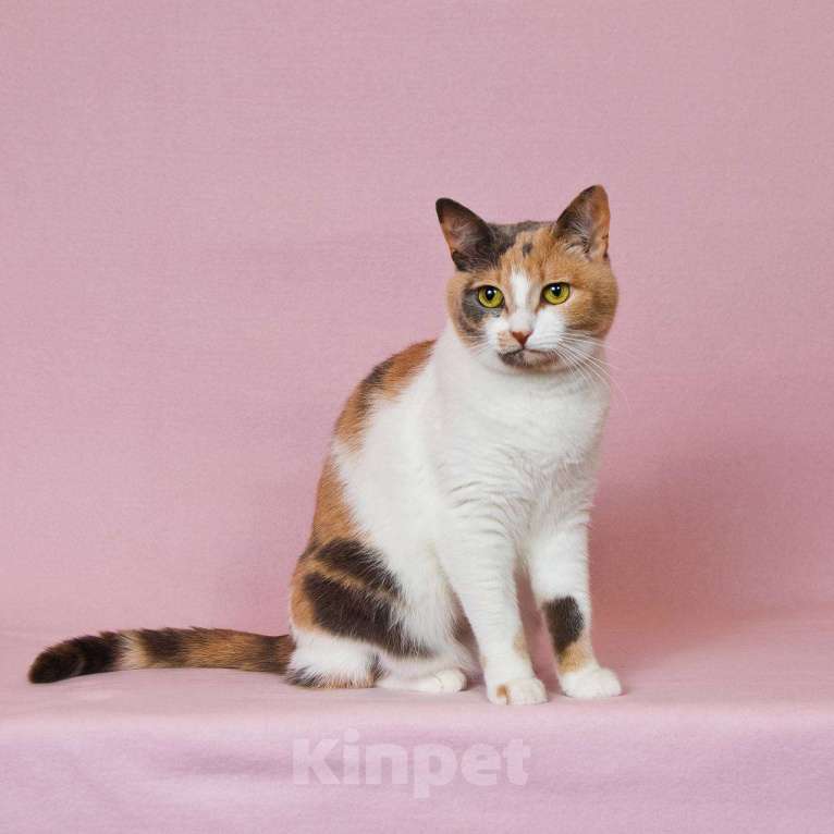 Кошки в Москве: кошка Манюня ищет дом Девочка, Бесплатно - фото 7