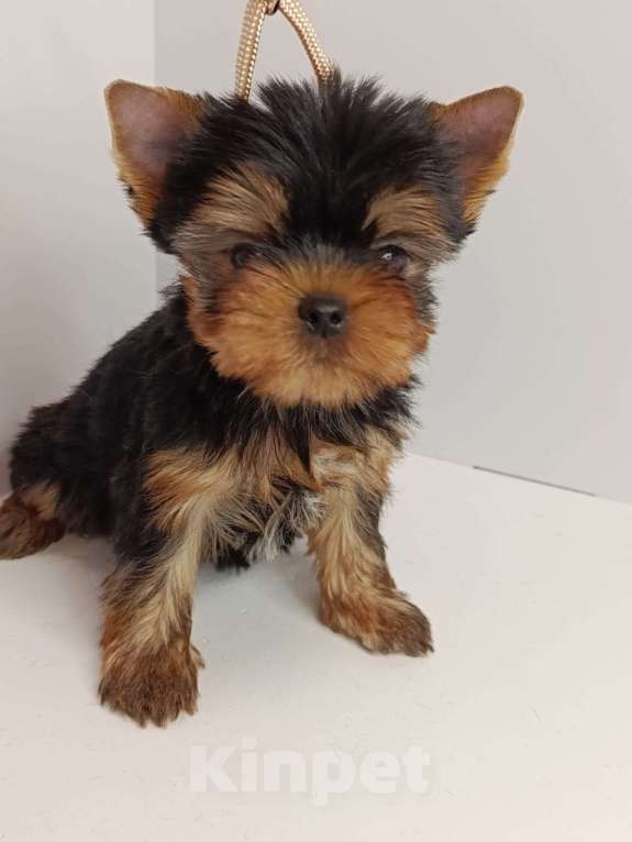 Собаки в других городах Московской области: Леон Мальчик, 55 000 руб. - фото 5