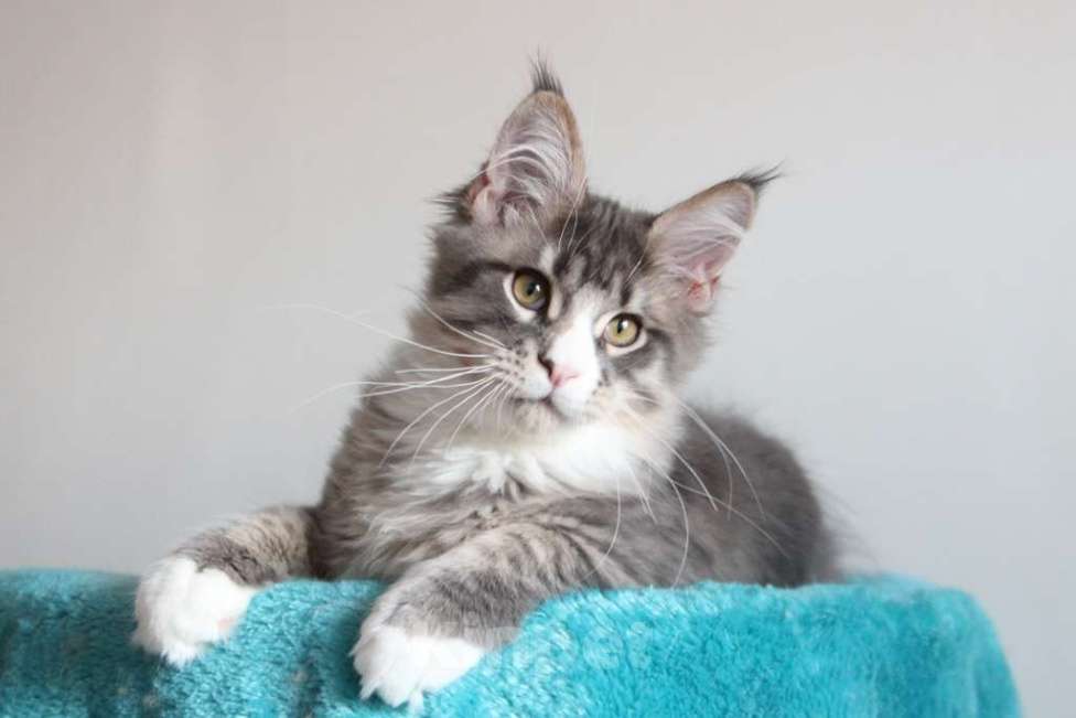 Кошки в Екатеринбурге: Котенок мейнкун из питомника РИЧКУН Мальчик, 40 000 руб. - фото 6