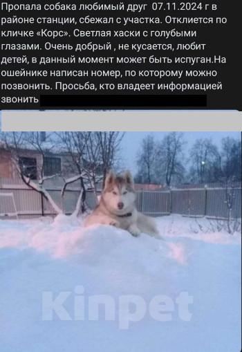 Собаки в Кашире: Пропала собака хаски Мальчик, 5 000 руб. - фото 3