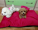 Собаки в Москве: Мальтипу Тедди девочка Девочка, 150 000 руб. - фото 1