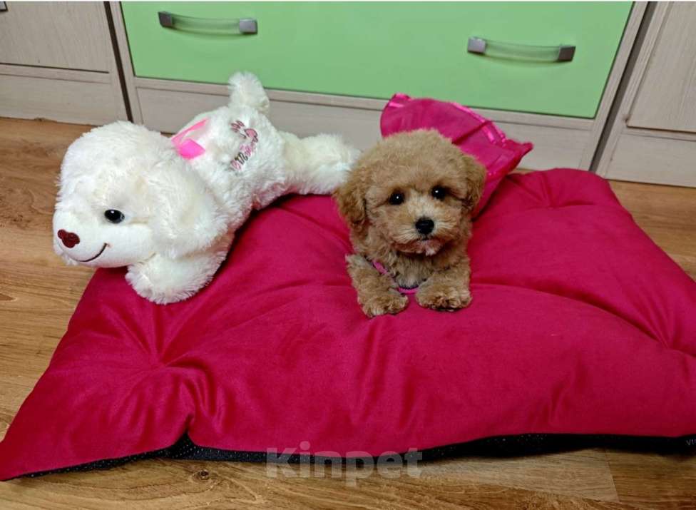 Собаки в Москве: Мальтипу Тедди девочка Девочка, 150 000 руб. - фото 1