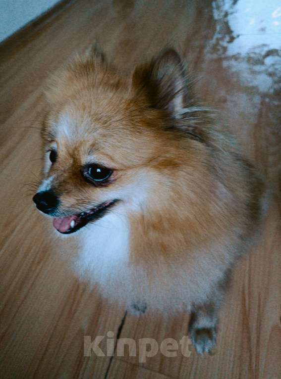 Собаки в Усолье-Сибирском: Немецкий шпиц Девочка, Бесплатно - фото 4