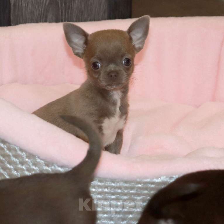 Собаки в Москве: 💜Лиловая девочка чихуахуа Девочка, 75 000 руб. - фото 2