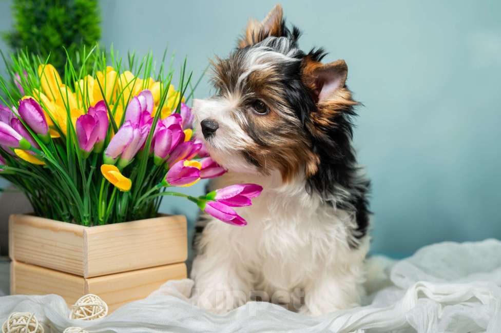 Собаки в Вологде: Таюшка ждёт весну и маму! Очаровательный мальчик бивер терьера (док. РКФ) Мальчик, 85 000 руб. - фото 2