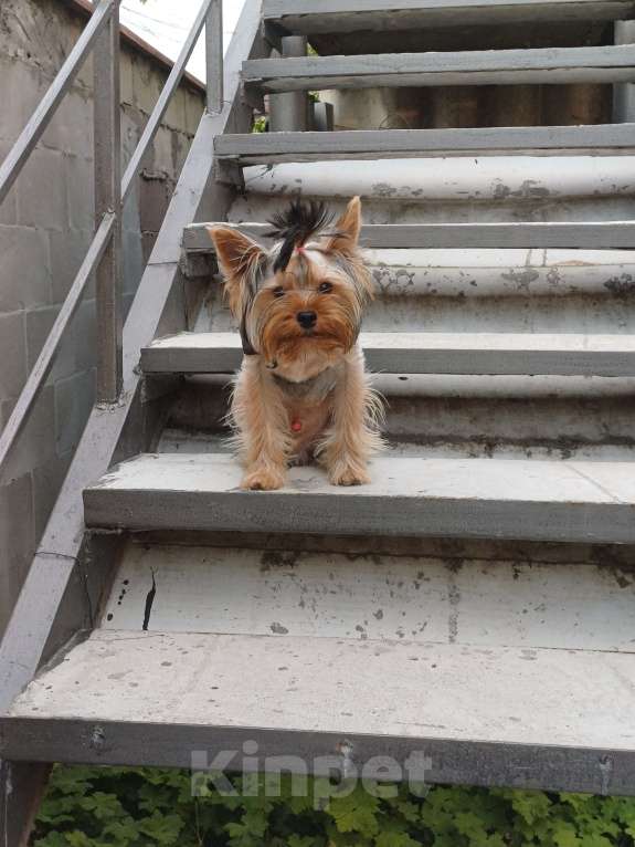 Собаки в Симферополе: Пропал наш мальчик Мальчик, 2 000 руб. - фото 2