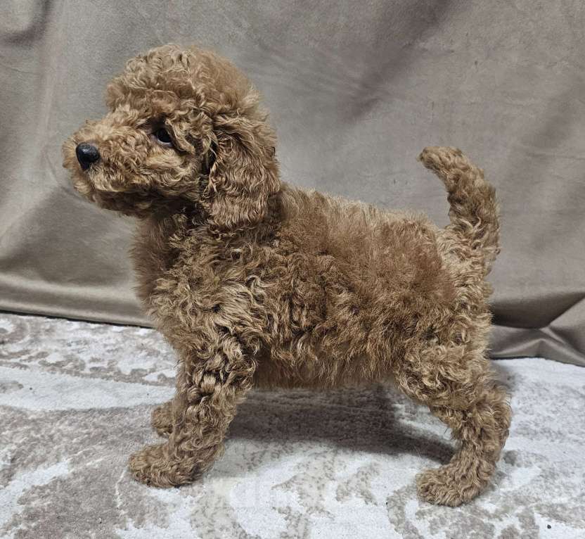 Собаки в Москве: Мия Девочка, 65 000 руб. - фото 4