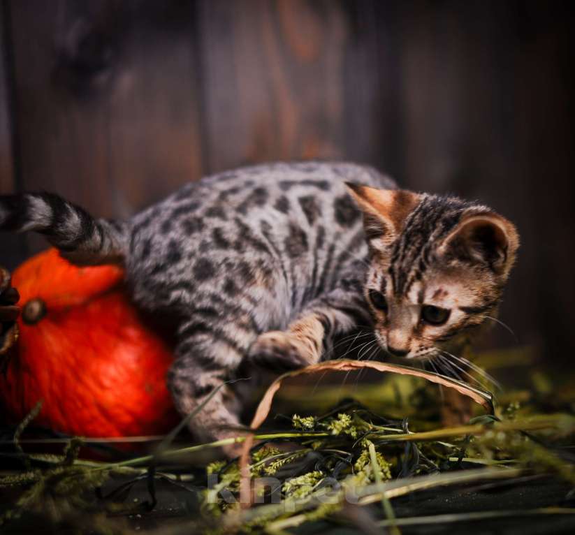 Кошки в Москве: Бенгальский котенок золото Мальчик, Бесплатно - фото 4