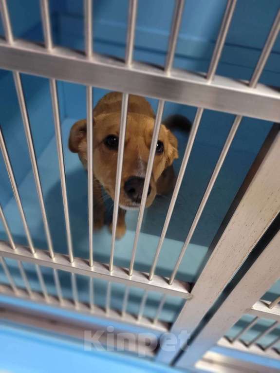 Собаки в Москве: У Тошки осталось только 3 дня Мальчик, Бесплатно - фото 4