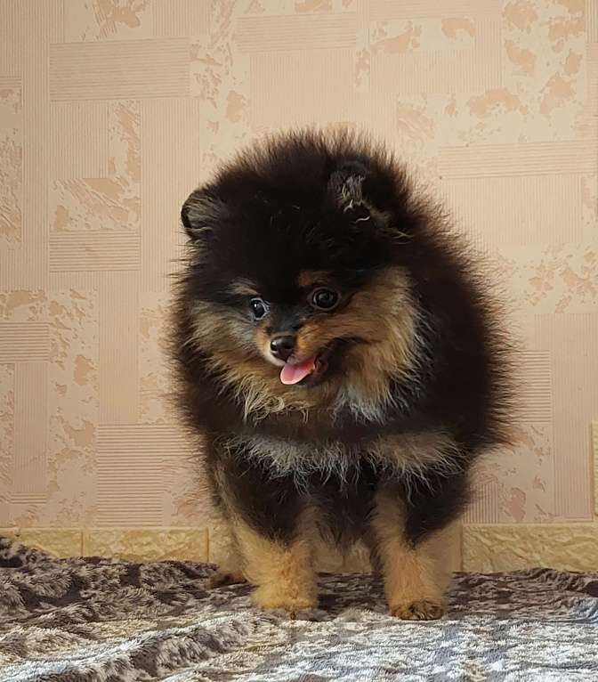 Собаки в Калининграде: Померанский шпиц,щенок Девочка, 30 000 руб. - фото 6