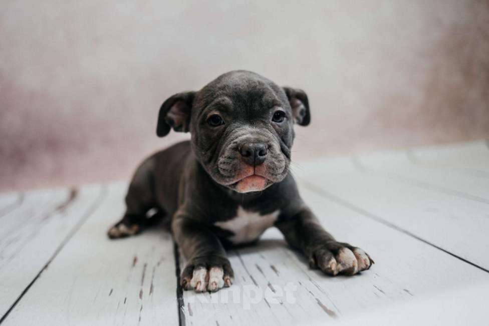 Собаки в Иркутске: Американский булли Мальчик, 120 000 руб. - фото 5