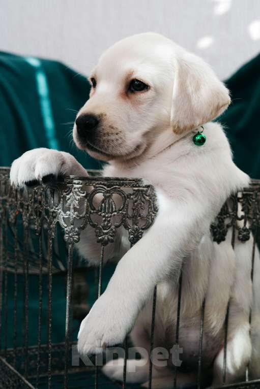 Собаки в Москве: Лабрадор-ретривер, щенок Мальчик, Бесплатно - фото 5