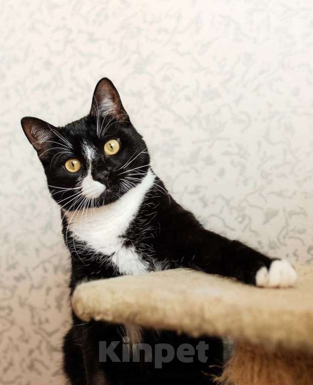 Кошки в Москве: Ищете друга своей кошке или коту? Наш идеальный кот Антонио ждет вас! Мальчик, 1 руб. - фото 8