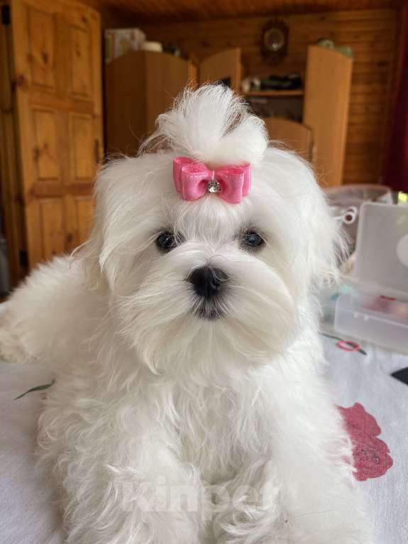 Собаки в Москве: Подрощенная девочка Мальтийской болонки 6 месяцев  Девочка, 150 000 руб. - фото 4