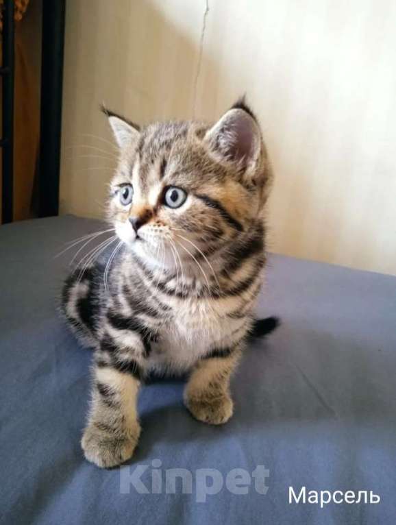 Кошки в Москве: Шотландский котёнок Мальчик, 15 000 руб. - фото 2