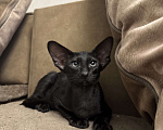 Кошки в Москве: Ориентальный мальчик Мальчик, 65 000 руб. - фото 2