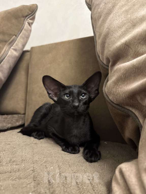 Кошки в Москве: Ориентальный мальчик Мальчик, 65 000 руб. - фото 2