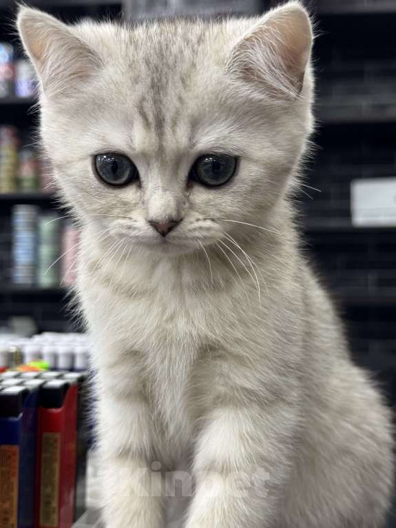 Кошки в Жуковском: Британский короткошёрстный котёнок Мальчик, Бесплатно - фото 4