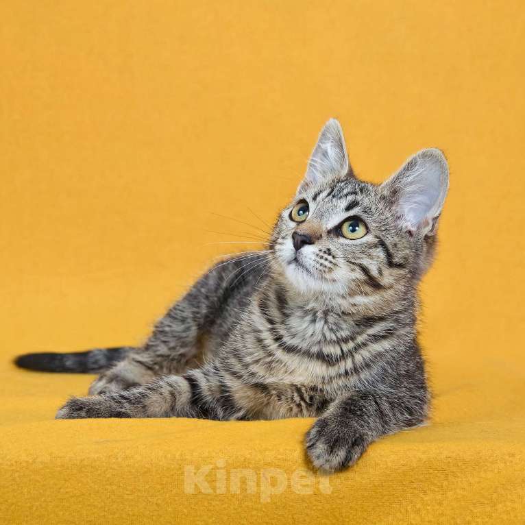 Кошки в других городах Московской области: Веселый котенок Кузя ищет дом Мальчик, Бесплатно - фото 9