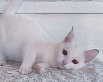 Кошки в Москве: Белый котёнок Милка в добрые руки  Девочка, Бесплатно - фото 1